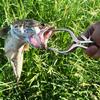 Anglers Essential Stainless Steel Fish Mouth Spreader Fishes Lip Grabber Fish Mouth Opener For Effective Hook Retrieval