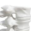 Spine Shape Pen Holder 3D Printing Ornaments Practical Desktop Storage Lumbar Spine Model Container for Orthopedic Students