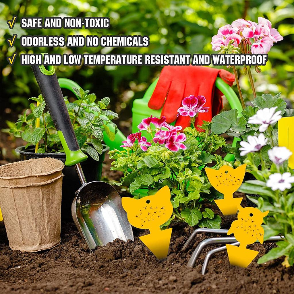 Fruit Fly Sticky Traps, Fungus Traps Plant Kitchen Indoor And Outdoor Traps