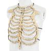Scheletro di Plastica Realistico Costume Accessori Per Feste di Halloween e Spettacoli Teatrali Con Design Dettagliato