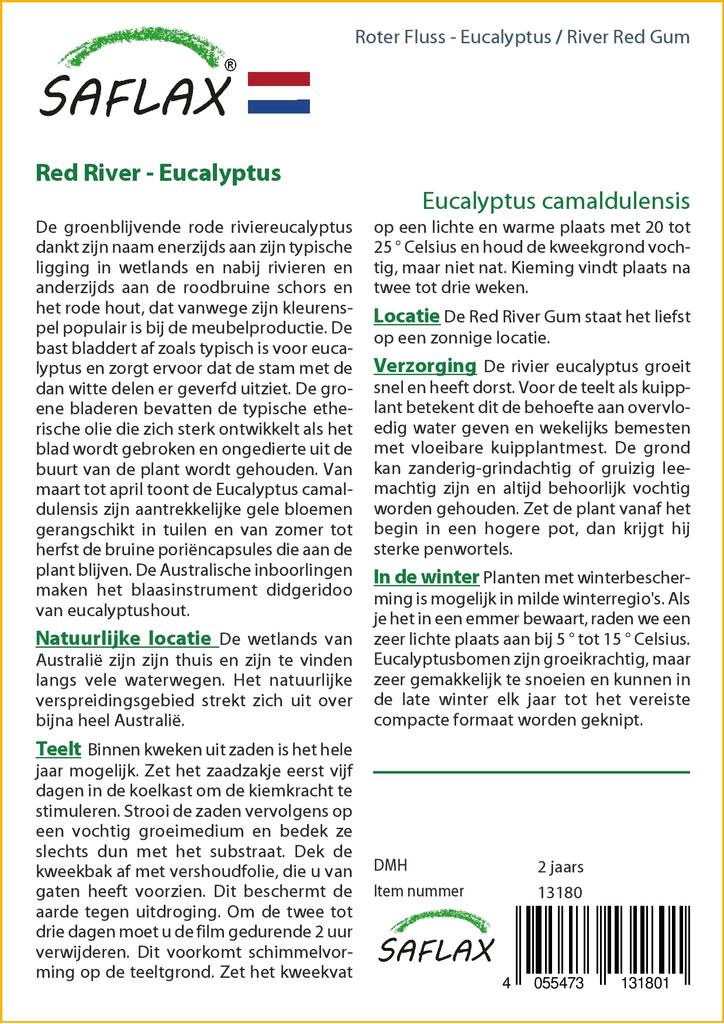 SAFLAX River Red Gum - 200 Seeds - Eucalyptus Camaldulensis