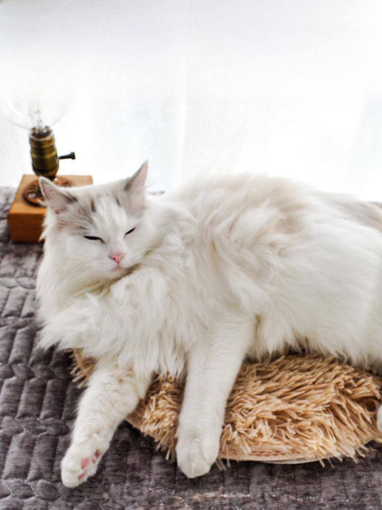 Waterproof Pet Heating Pad: Constant Temperature, Scratch & Leak Resistant for Dogs & Cats