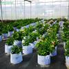 Multi-Size Thickened Breathable Grow Bags with Handles,Cultivation Pot Grow Bag