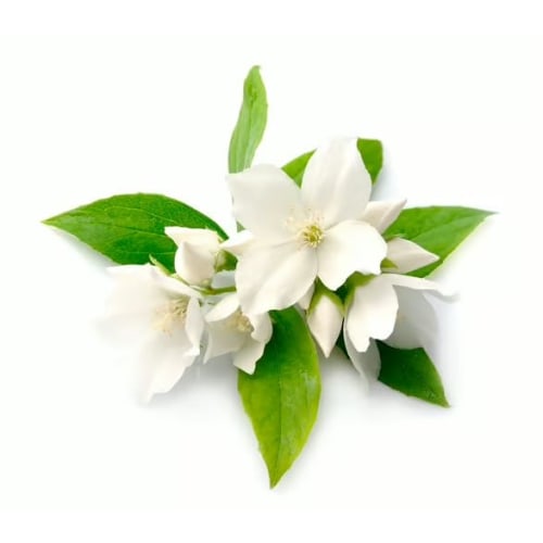 LUSH Sex Bomb Sexy Dynamite Mouthwash, Toothpaste Tablets, Toothpaste, Oral Care, Whitening, Self-Whitening, Bad Breath Prevention