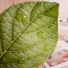 INS Nordic Style Green Leaves Plush Pillow Toy Cute Plantain Leaf Shape Throw Pillow Cushion Soft Girls Toys Home Decor
