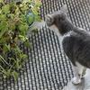 Covoraș Repelent Pisici Spini Anti-cățărare Gard Zid Inofensiv Control Animale de Companie Covor cu Spini Veveriță Pisică Câine Anti-vandalism Covoraș cu Spini