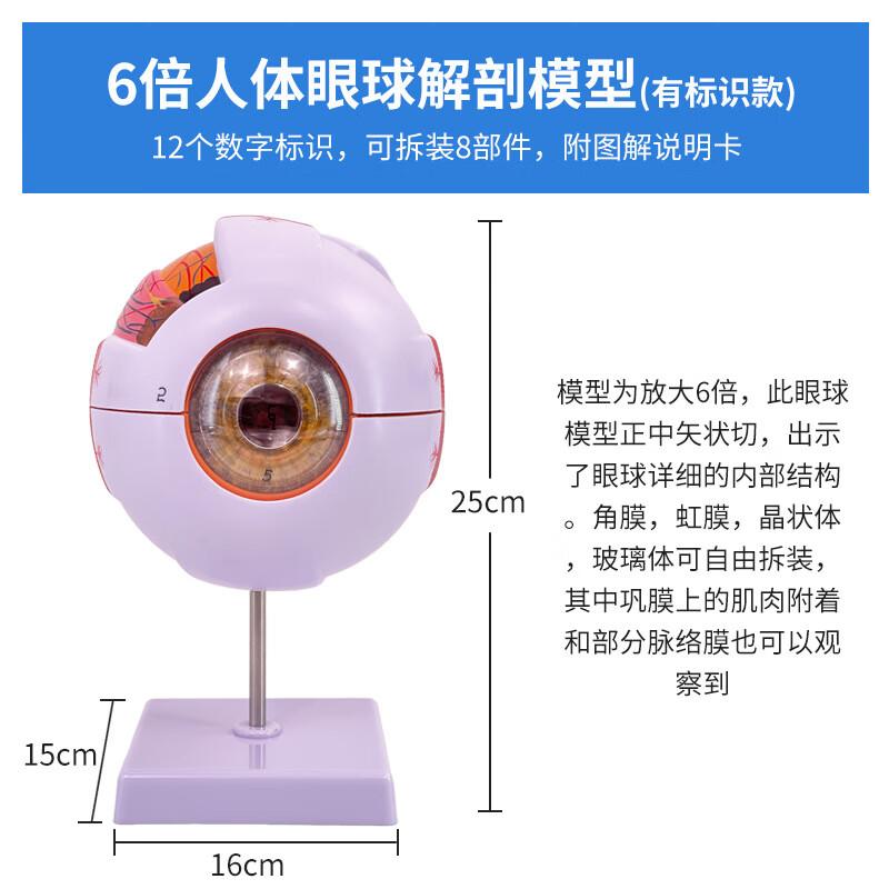 Human Eyeball Anatomical Model