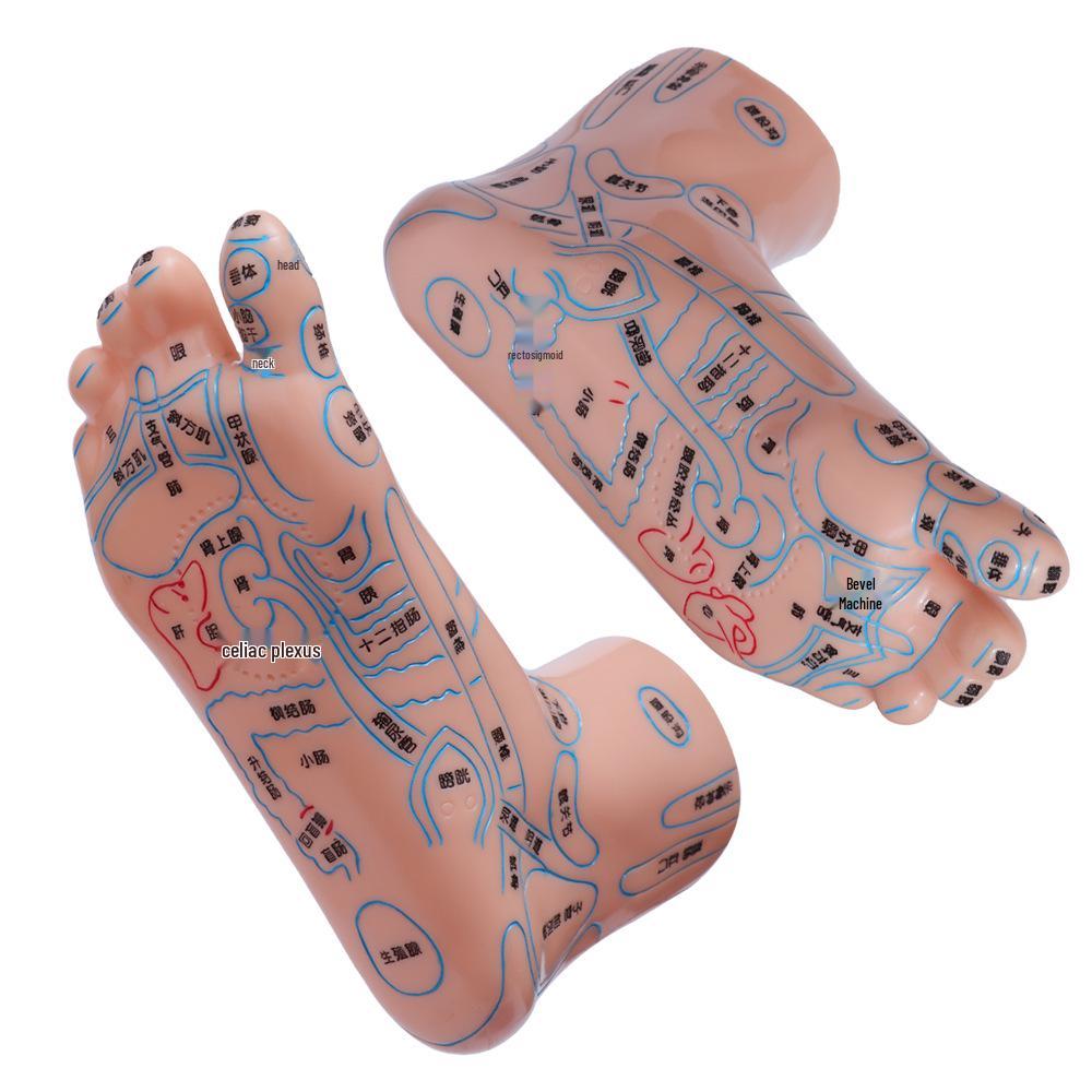 

Диаграмма рефлексологии стопы, уха и кисти - Руководство по массажу акупунктурных точек и меридианов