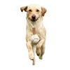 Benji & Flo Suede Trim Rope Dog Toy