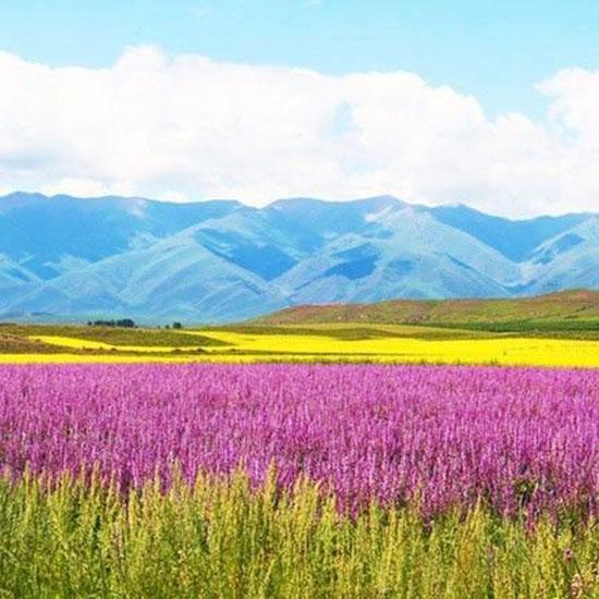 

RUOPOTY DIY картина по номерам цветок пейзаж настенное искусство ручная роспись уникальный подарок картина по номерам дерево для гостиной 40x50cm NO Frame