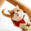 Universelles verstellbares Fliegehalsband für Hunde und Katzen, Zubehör für kleine Hunde, Modeartikel zum Verkleiden für Partys und Festivals