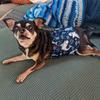 Reusable Male Dog Diaper for Small Medium Dogs High Absorption Pet Abdominal Belt Washable Puppy Chihuahua Pug mascotas Panties