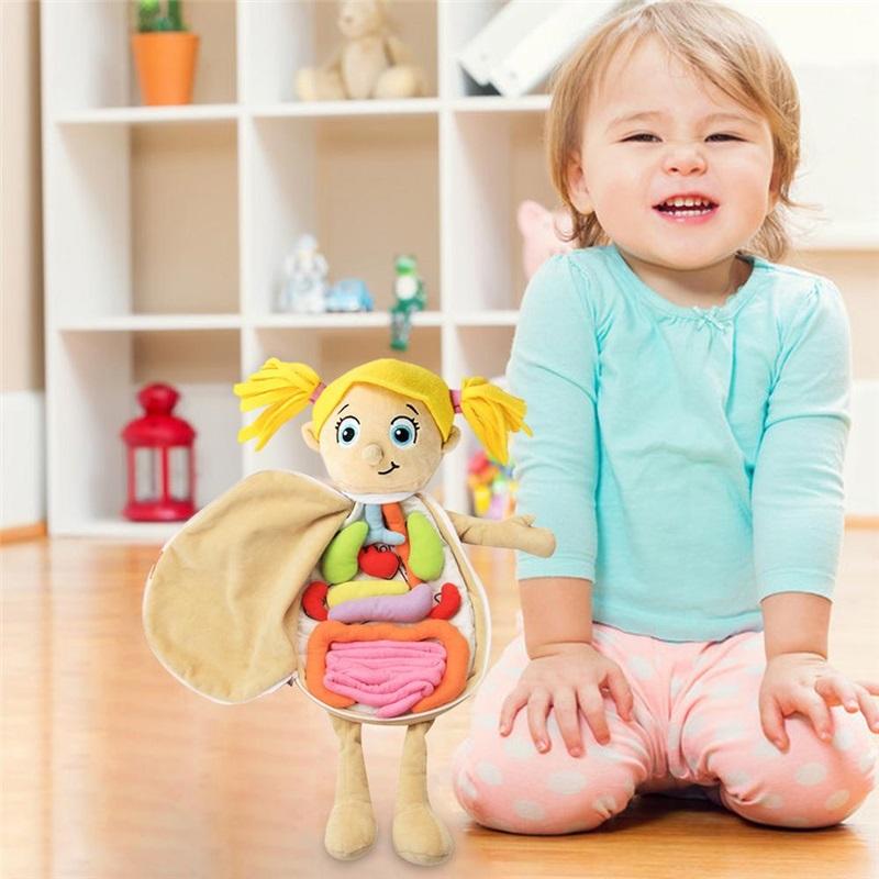 Human Body Model Anatomy Doll Soft Doll Toy Anatomical Medical Internal Organs Awareness Learn Early Education Toy For Preschool
