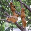 DAZHEN CERAMICS Garden Squirrel Ornaments (3-Piece Set)