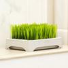 Cat Grass Growing Kit with Soil-Free Hydroponic Planter Box Nursery Box for Indoor Cats Wheatgrass Planter Set
