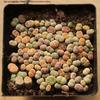Rare Lithops Succulent Pot: Diverse Colors & Varieties