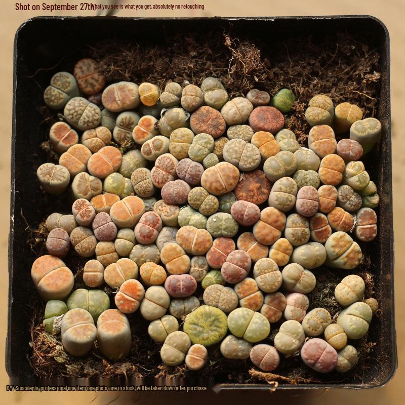 Rare Lithops Succulent Pot: Diverse Colors & Varieties