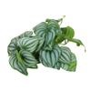 Reptiles Simulation Leaves Decoration 9.8in Fake Leaves with Powerful Suction Cup for Aquarium Reptile Tank