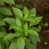 200 Graines de Basilic Thaï (Ocimum basilicum var.thyrsiflora)