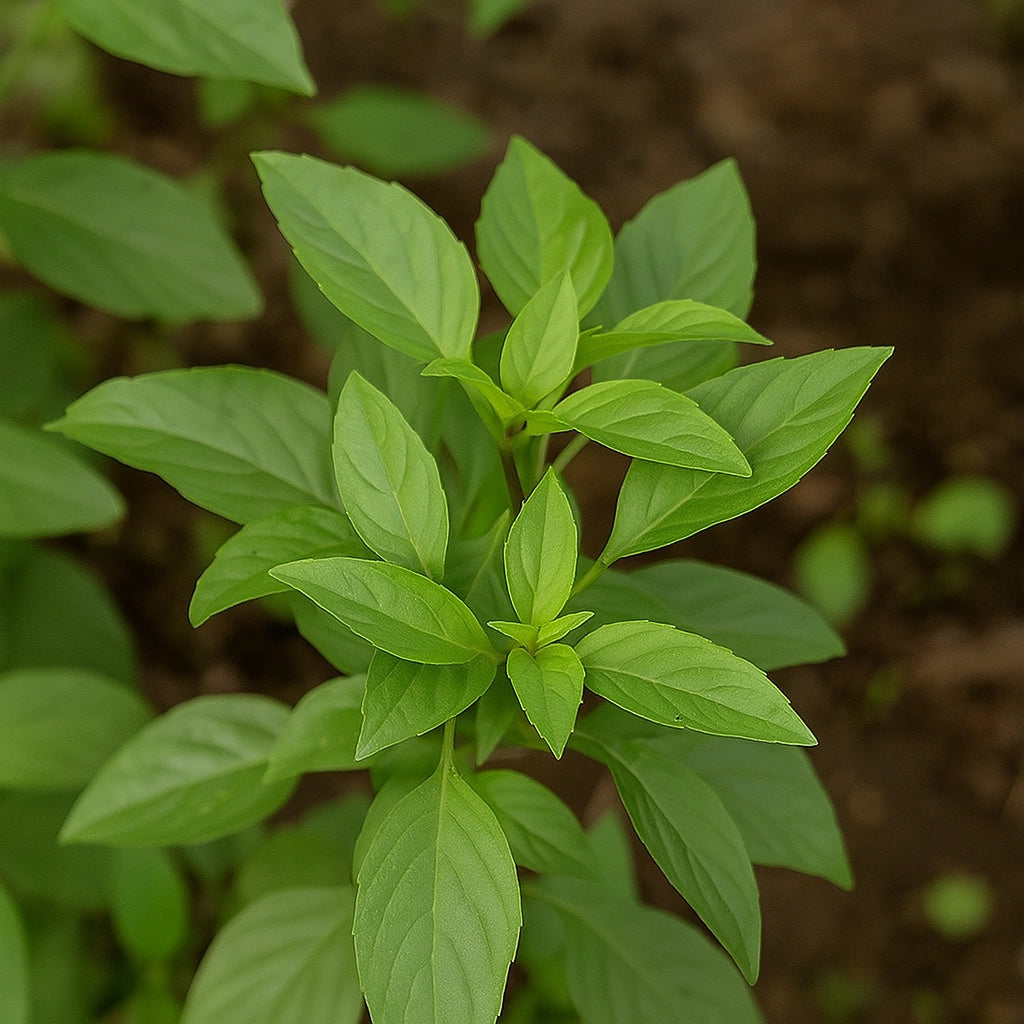 200 Graines de Basilic Thaï (Ocimum basilicum var.thyrsiflora)