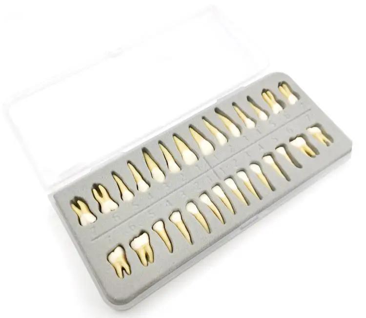 28 Pieces Dental Demonstration Permanent Teeth Model 1 To 1 Full Set for Implant Practice Teaching and Study