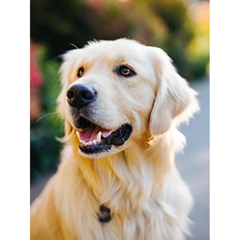 DIY 5D Diamond Painting Cross Stitch Full Round Drill Dog Animal Art Mosaic Kits Diamond Embroidery Home Decoration Gift