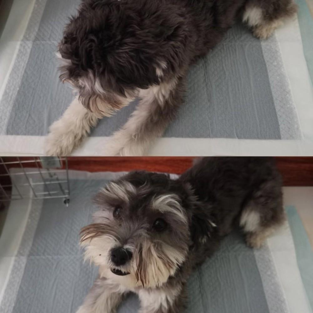 Super Absorbent Bamboo Charcoal Pet Cushion S/M/L/XL Urine Nappy Mat Dog Training Pee Pad Cat