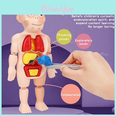 Conjunto de Brinquedos Modelo de Órgãos do Corpo para Crianças