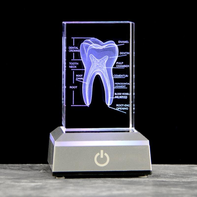 3D Lasers Etched Crystal Human Organs Model Anatomical Heart/Teeth Figurines Glass Paperweight with LED Base Doctor