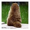 lilizzhoumax Realistic Groundhog Plush Super Soft Groundhog Stuffed Animal Toys for Girls Gifts for Kids Brown 9 inch