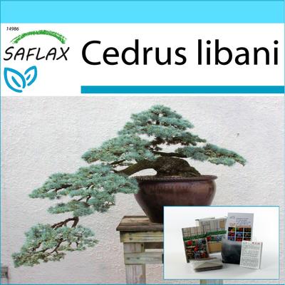 Geschenkset - Bonsai - Libanon-Zeder - 20 Samen - Mit Geschenkbox, Karte, Etikett und Blumenerde - Cedrus libani