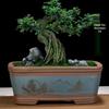 Extra-Large Breathable Purple Clay Square Bonsai Pot for Succulents and Green Plants