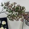 Plastic Artificial Nandina Berry Branch Green Plants Small Fruit Artificial Sophora Flower Realistic Faux Flower Flower Ornament