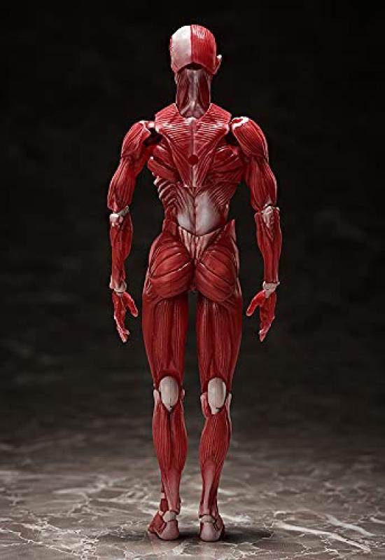 Figma модель человеческого тела раскрашенная подвижная фигурка F51042 нестандартного масштаба АБС и ПВХ