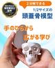 KIYOMARU Palm-Sized Mini Skull Model, Human Body Model, Skull Model, Supervised by a Physical Therapist, 1/2 Size, 2 Parts