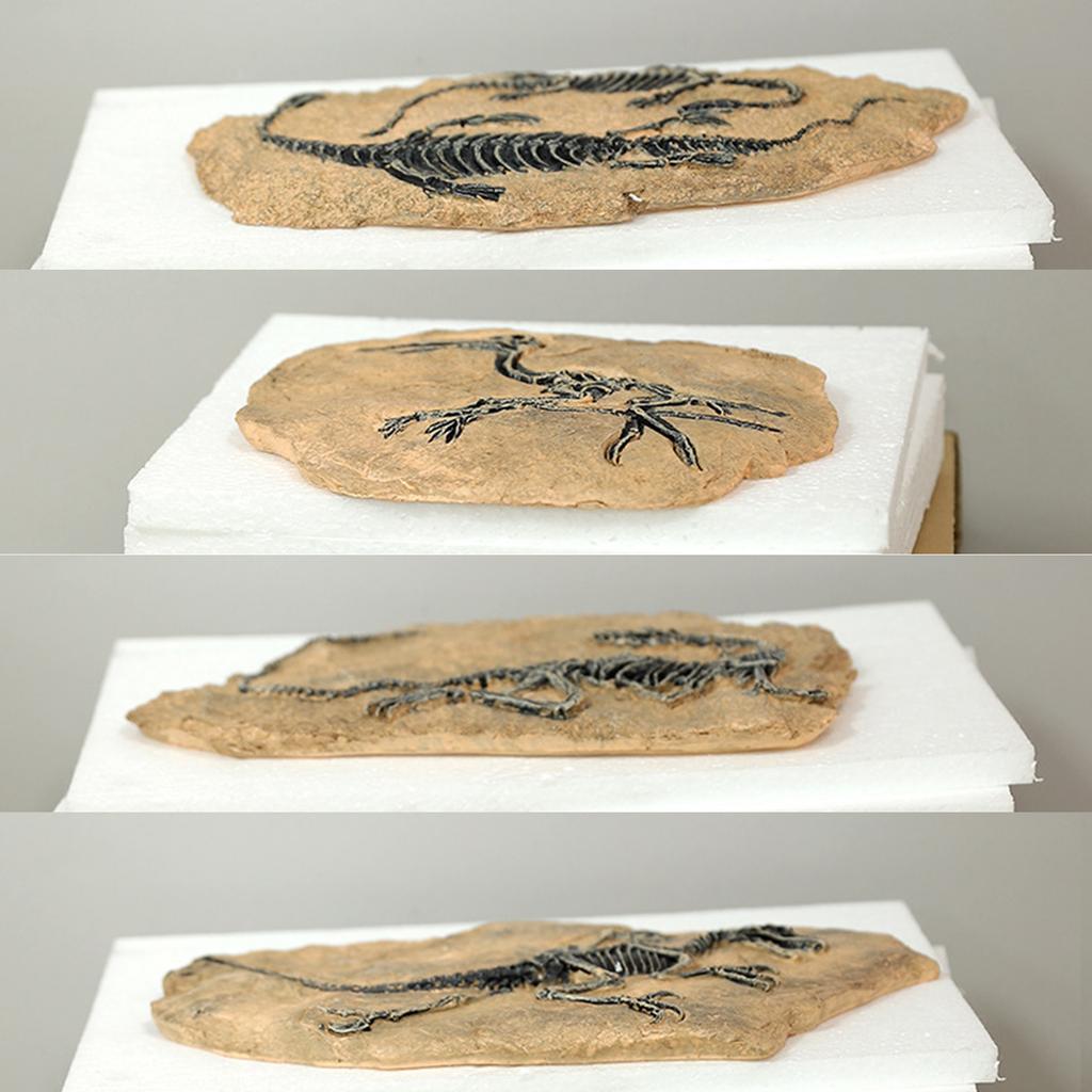 Artigianato Modello Fossili di Dinosauro Scheletro di Dinosauro Simulato Statuetta in Resina per Decorazioni Domestiche e Uso Educativo
