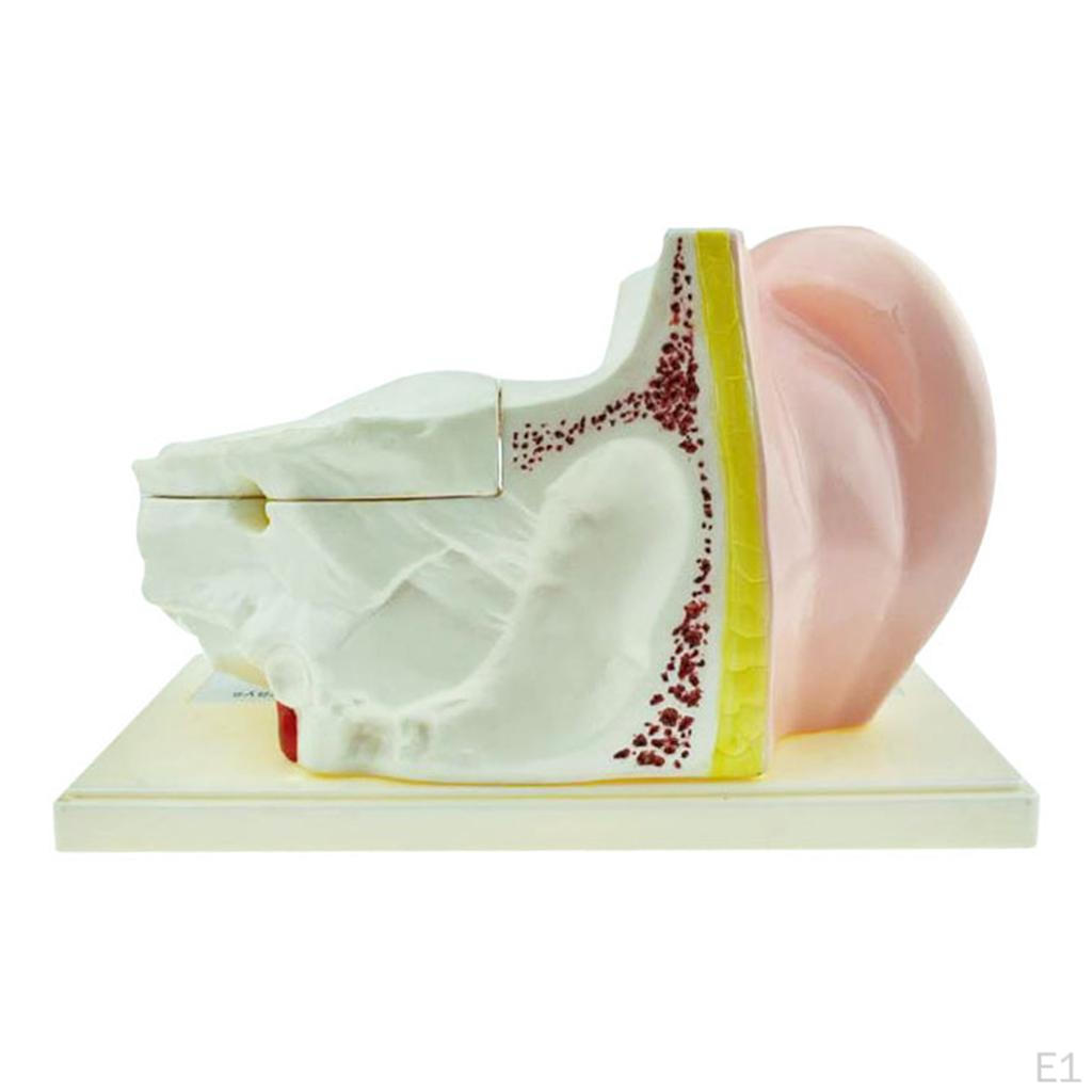 Enlarged Anatomy Model W/ Plastic Stand Expansion Display Teaching Supplies School Learning Tool Ear