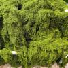 Artificial Moss DIY Crafts Home Decor Low Maintenance