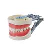 Child Dental Model 28/32 Teeth Model Soft Gum Resin Typodont DP Jaw for Dentist Practice Teaching Studying Demonstration Tools