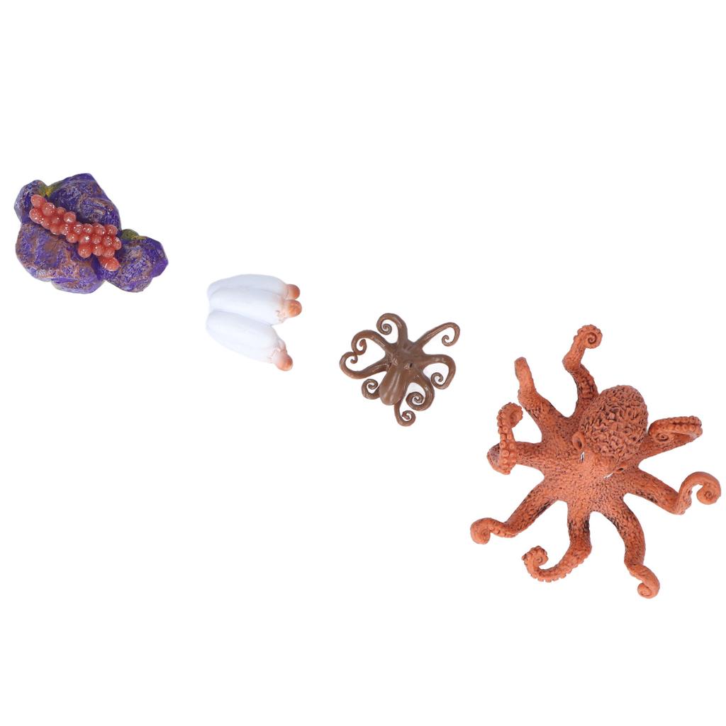 Growth Cycle Model Vinyl Material Safe Odorless Vivid Real Octopus Animal Life Cycle Model for