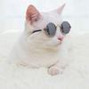 1 Stück Hunde Sonnenbrille Katze Haustier Produkt Lieblich Vintage Rund Reflexion Augenbekleidung Brille Kleiner Hund Katze Haustier Foto Requisiten Zubehör