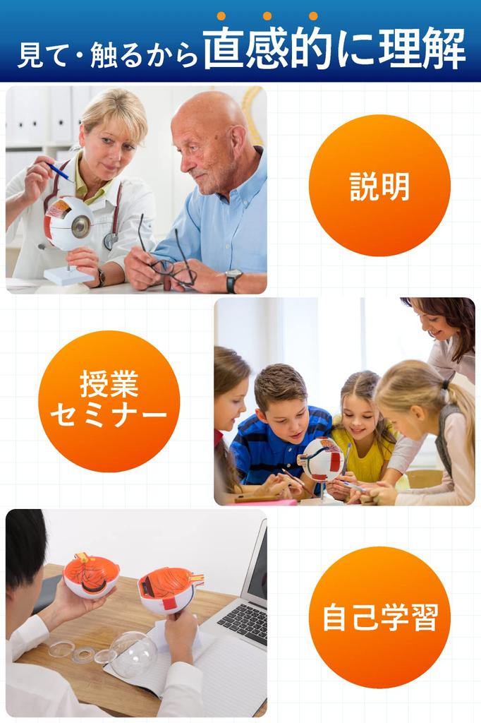 KIYOMARU 6x Large Eyeball Model that Opens and Disassembles, Human Anatomy Model, 3D Model