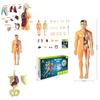Educational Anatomy Toy For Exploring Human Body