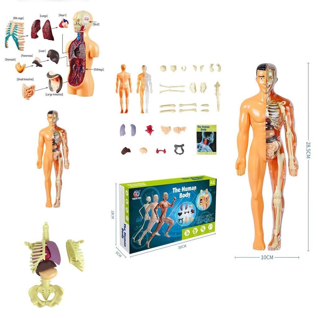 Educational Anatomy Toy For Exploring Human Body