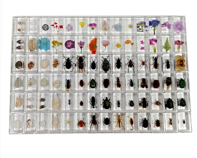 Set of transparent boxes for insect samples