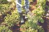 Granulated Vegetable Chalk With Magnesium