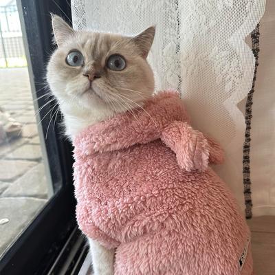 Kedi – Kediler için giyim