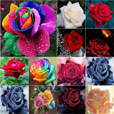 Nowy 5D obraz diamentowy DIY kwiat róży diament haft dekoracje ściegiem krzyżykowym w pełni z okrągłych wiertła Home Decor instrukcja prezent