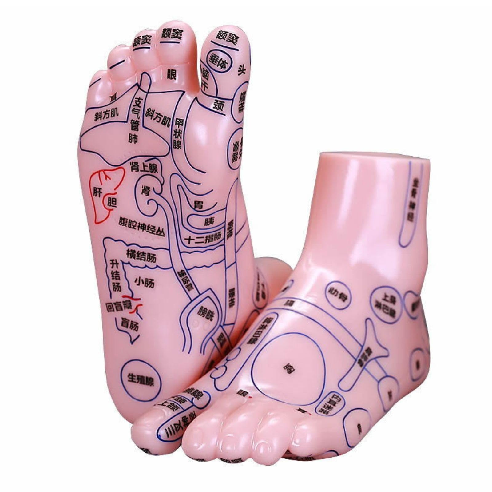 

Мамота Рефлексология стопы Подошва Акупунктура стопы Точка акупрессуры стопы Обучение Модель для эстетики, Точки, Стопа, Кансокухо, Акупунктура, &