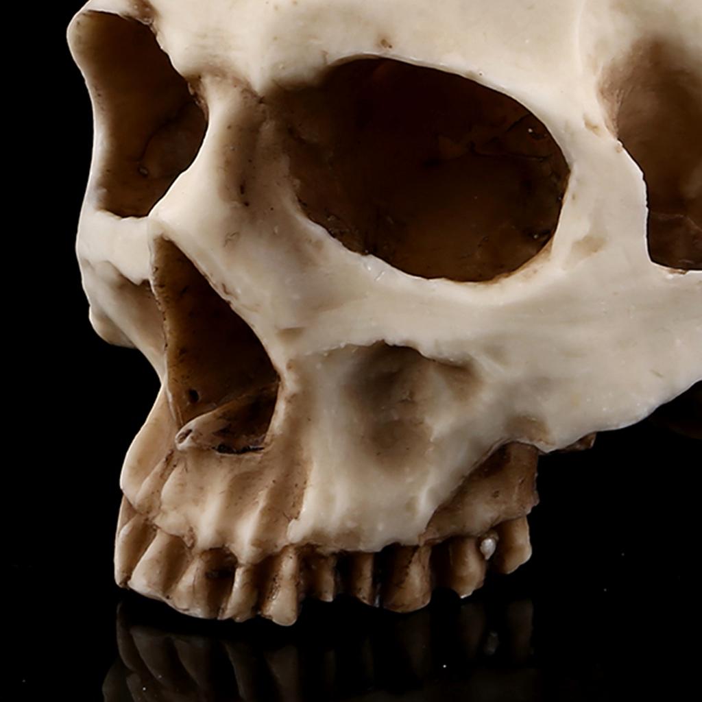 1pc Resin Skull Head Design Flower Pot Planter Container Decoration